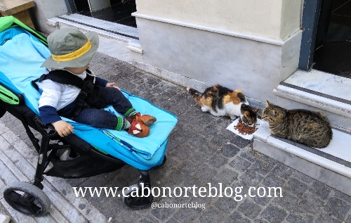 Gatos en las calles de Atenas