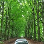 En los bosques de Holanda camino de Suecia