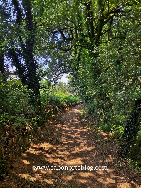 O camiño ten bastante sombra