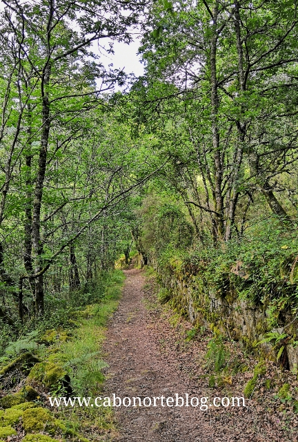 Ruta botánica en Carboeiro